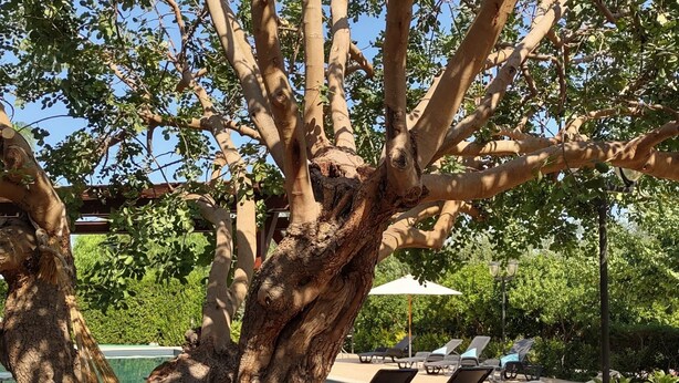 A hammock under a large tree, surrounded by lounge chairs and a pool area.