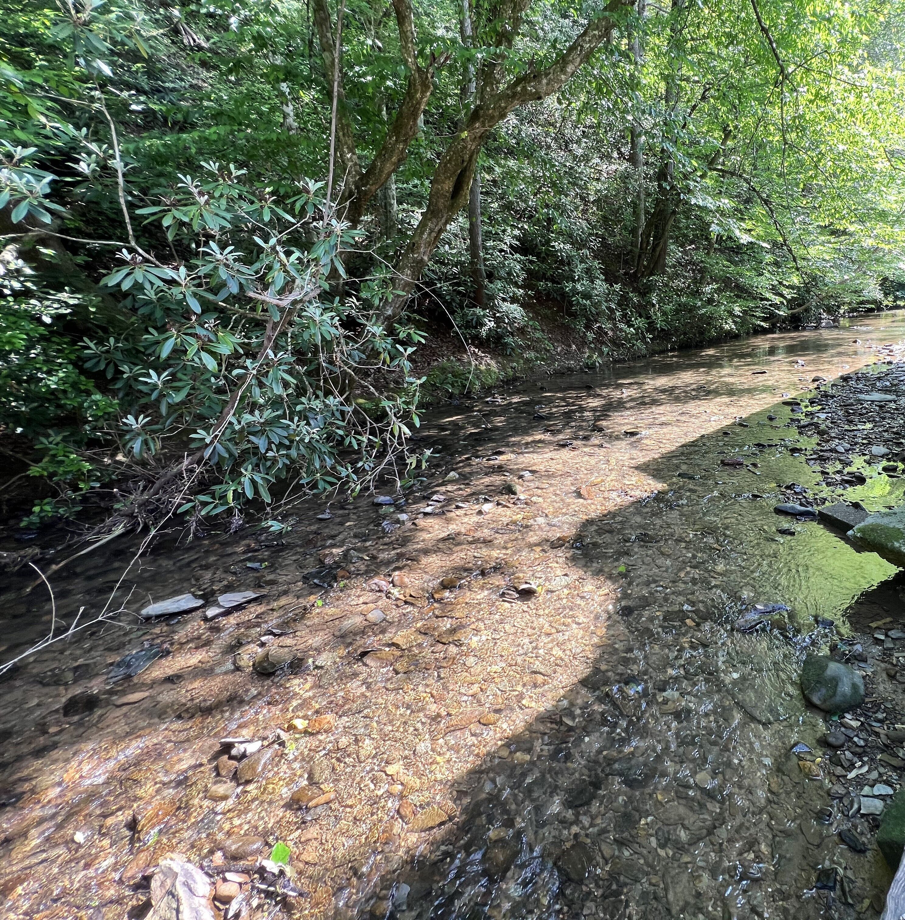 Een smalle, rotsachtige beek met helder water, omgeven door dichte groene begroeiing en bomen.
