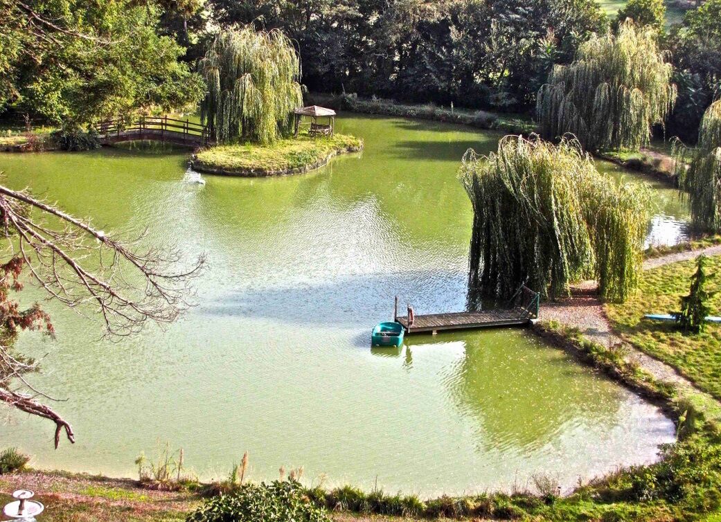 A tranquil pond with a wooden bridge and weeping willow trees.