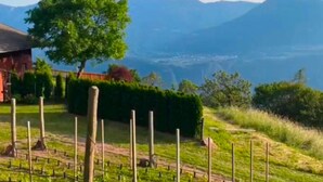 A vineyard with rows of grapevines, a large tree, and a distant view of mountains. - Idyllic mountain chalet "Platzl" in Vöran - your retreat in the Alps (Vöran)
