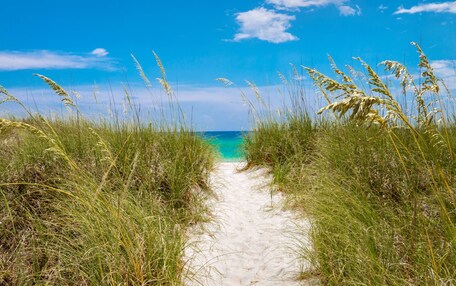 A sandy path leading to a beach with tall grass on either side.