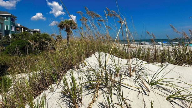 Ein sandiger Strand mit hohem Gras und blauem Himmel.