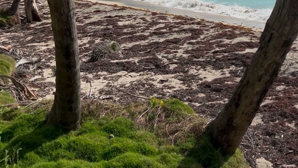 A beach with clear turquoise water, palm trees, and a distant house on a green hill.