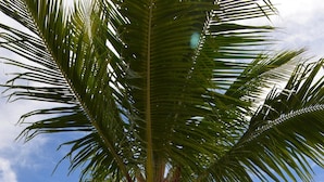 Una palmera con cocos y un cielo despejado.