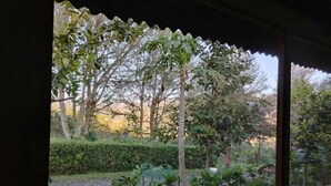 A view through a window with a wooden frame, featuring a garden with various trees and shrubs.