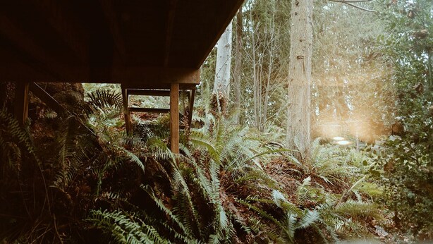 Une structure rustique en bois, située dans une zone boisée où abondent les fougères et les arbres.