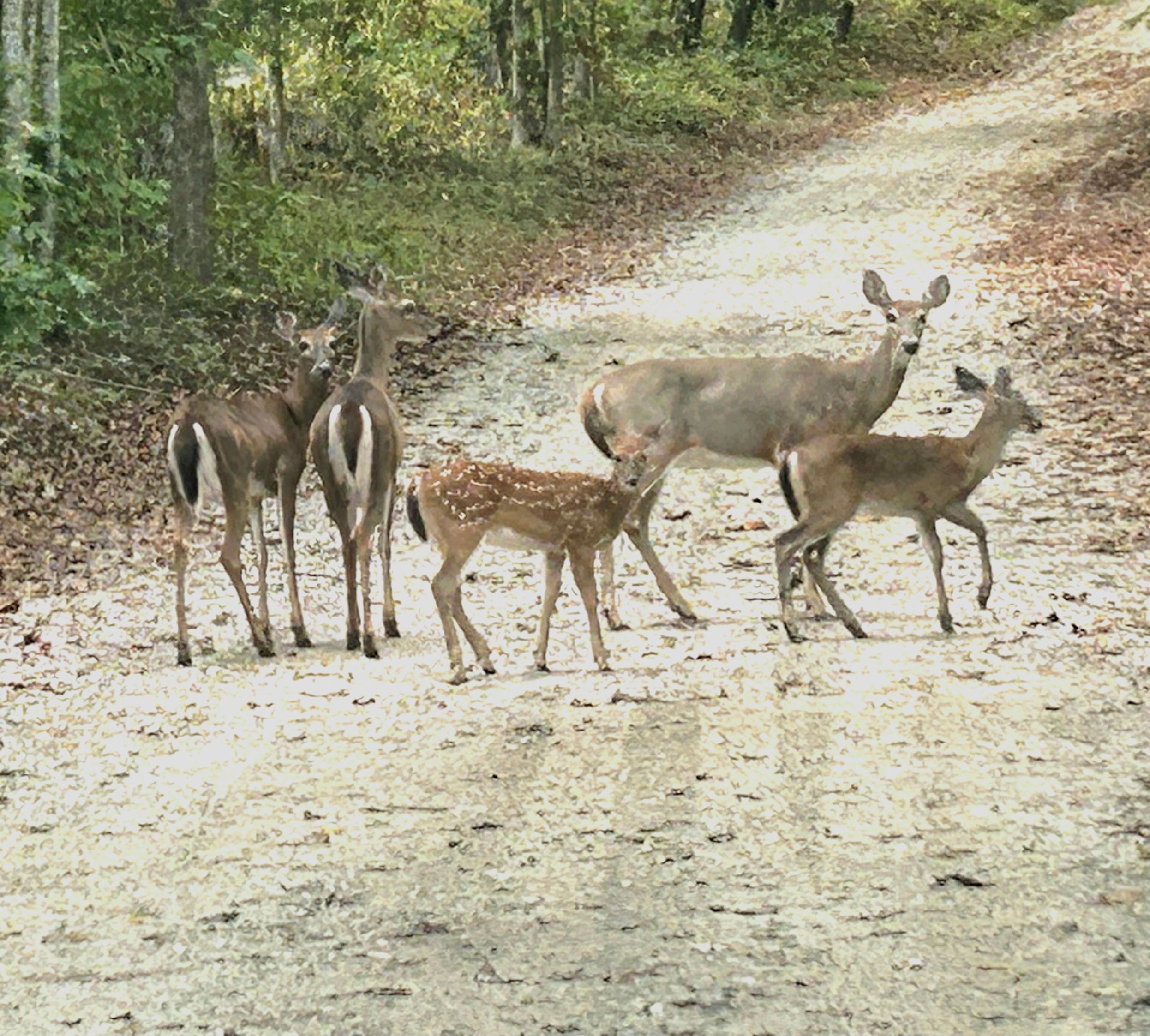 A dirt path with deer in the background.