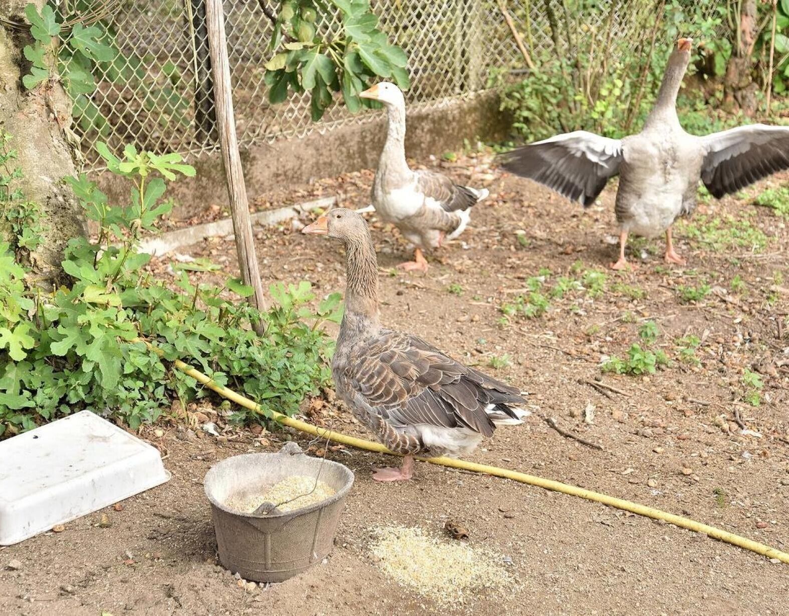 A fenced outdoor area with a bird feeder, a feeding trough, and a small garden with green foliage.