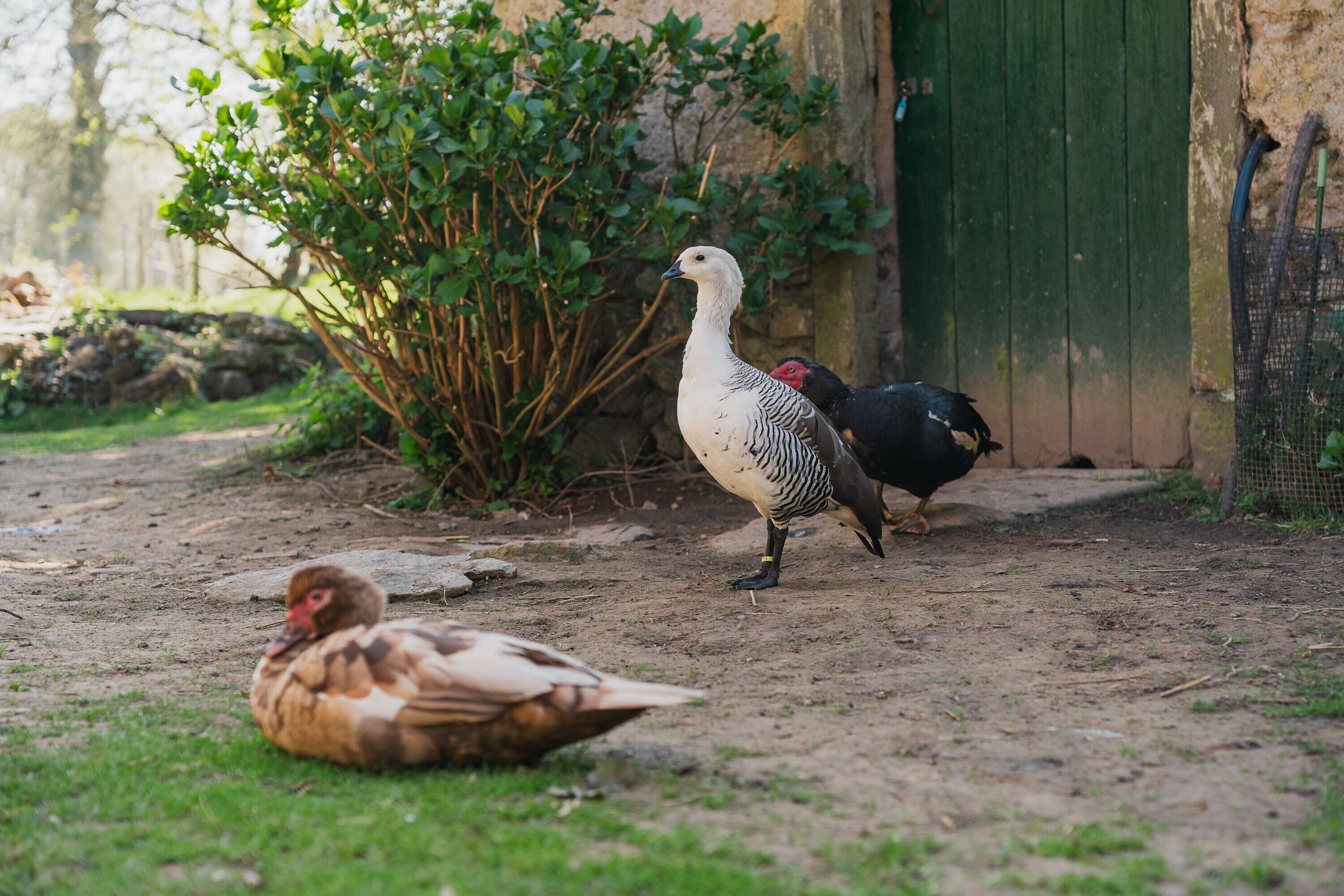 Ein Vogelhaus, ein Vogel und ein kleines Tier in einem Garten.
