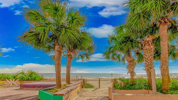 A coastal walkway with palm trees and a clear view of the ocean. - Sea Mist 50504 (Myrtle Beach)