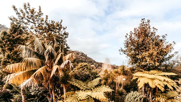 Un jardín con diversas plantas y un camino de adoquines.