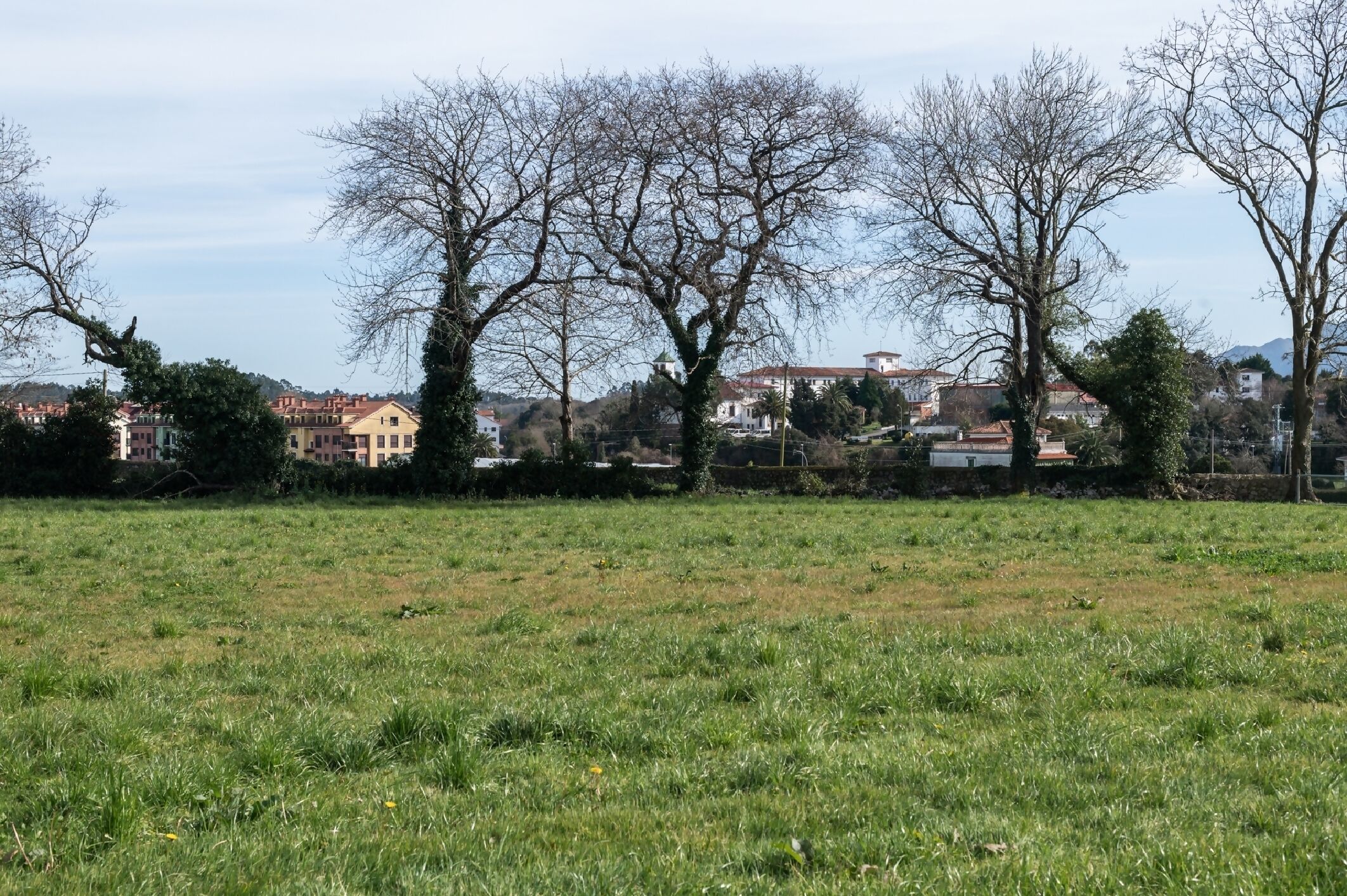 A grassy field with leafless trees and houses in the background.