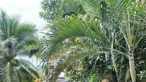 Un jardin luxuriant, parsemé de différentes plantes tropicales, et agrémenté d’un portail en métal.