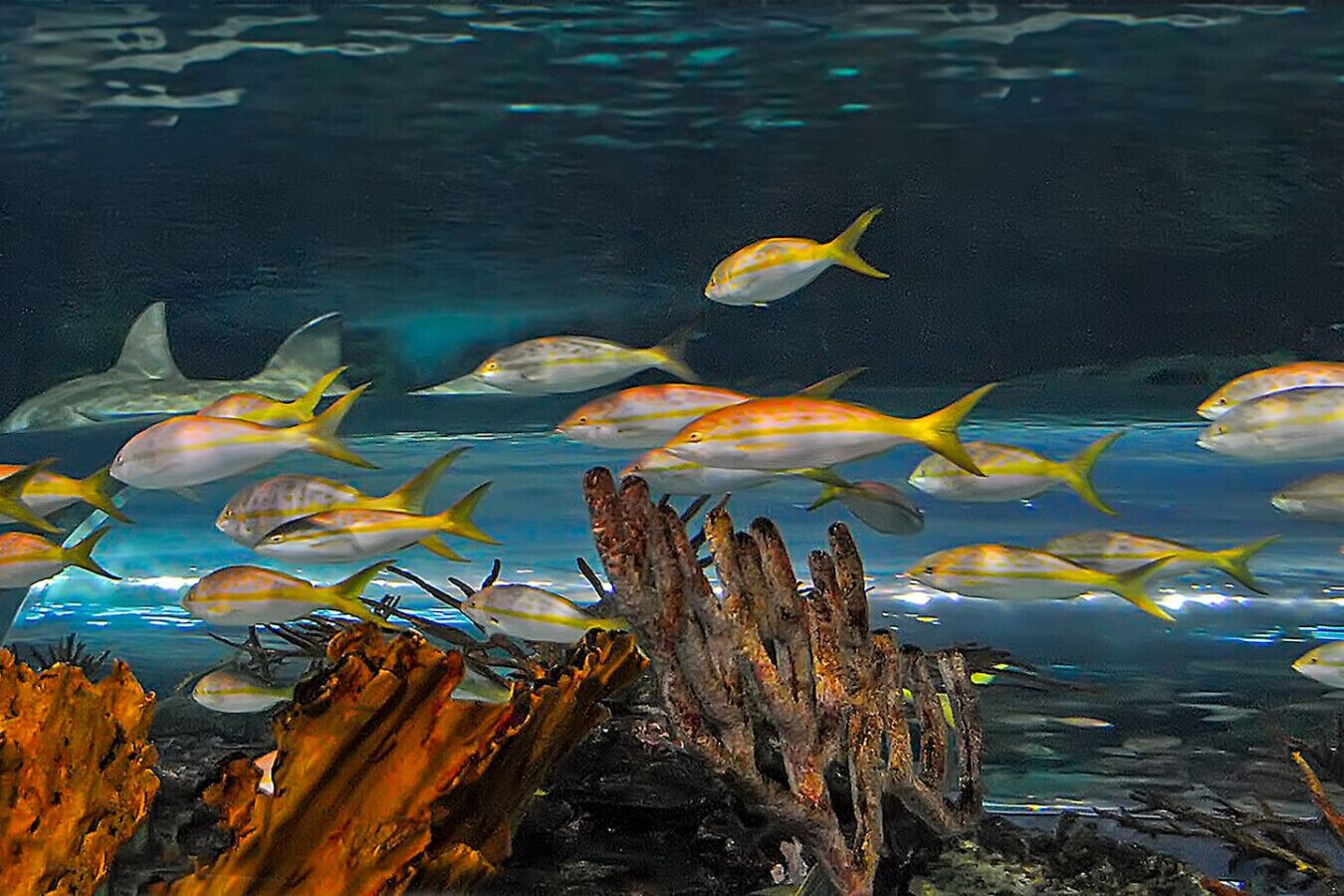 An aquarium with a school of fish swimming around coral and driftwood structures.