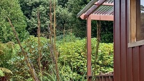 Una estructura de madera con techo inclinado, rodeada de exuberante follaje y diversas plantas.