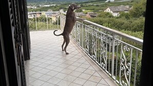 A dog standing on a balcony with a view of mountains and a village. - Exclusive use cottage all on one floor, fenced garden. Animals welcome (Bianzone)