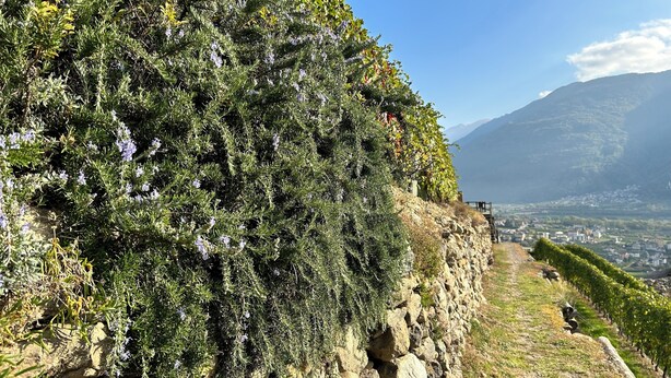 A stone wall with dense vegetation and a vineyard in the background. - Exclusive use cottage all on one floor, fenced garden. Animals welcome (Bianzone)