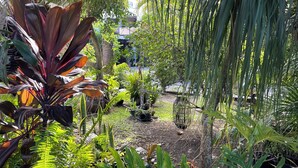 A lush garden with various tropical plants, including large-leafed foliage and palm trees.