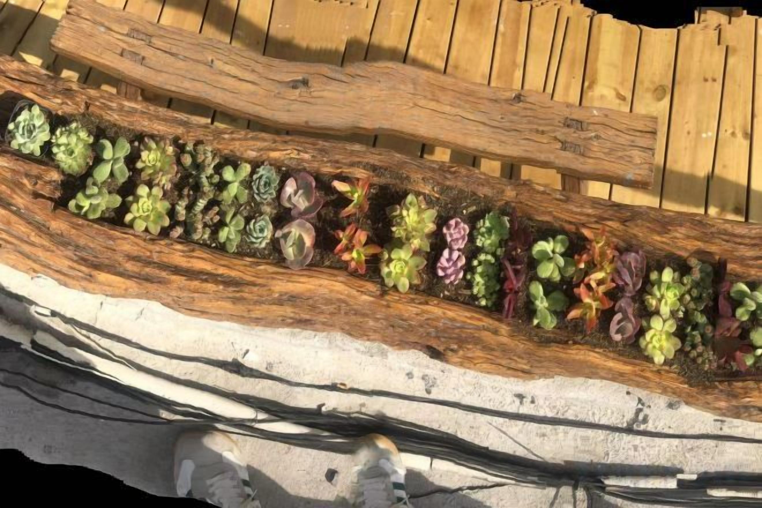 Una jardinera de madera con diversos suculentos.