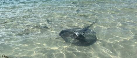 Sun-loungers, beach towels