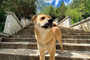 Un perro está de pie sobre escalones de piedra con vistas a árboles y un cielo despejado.
