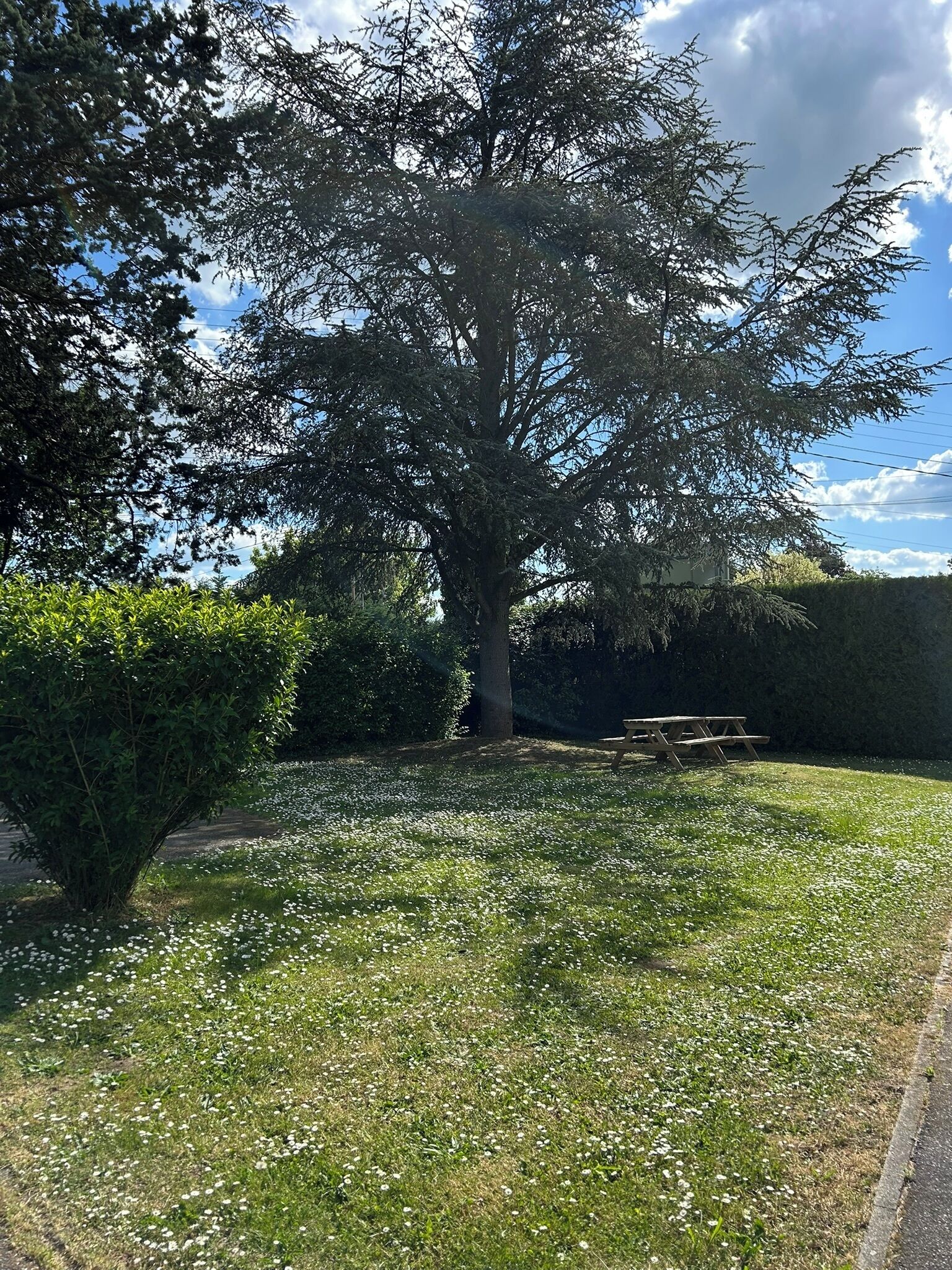 Ein großer Baum auf einer Wiese mit einem Picknicktisch in der Nähe.