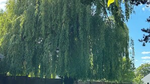 Ein großer Weeping-Willow-Baum in einem Hinterhof mit einer Betonmauer und einem Rasen.