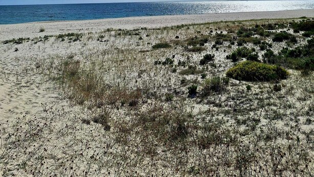 Ein Strand mit blauem Himmel und Sonnenschein.