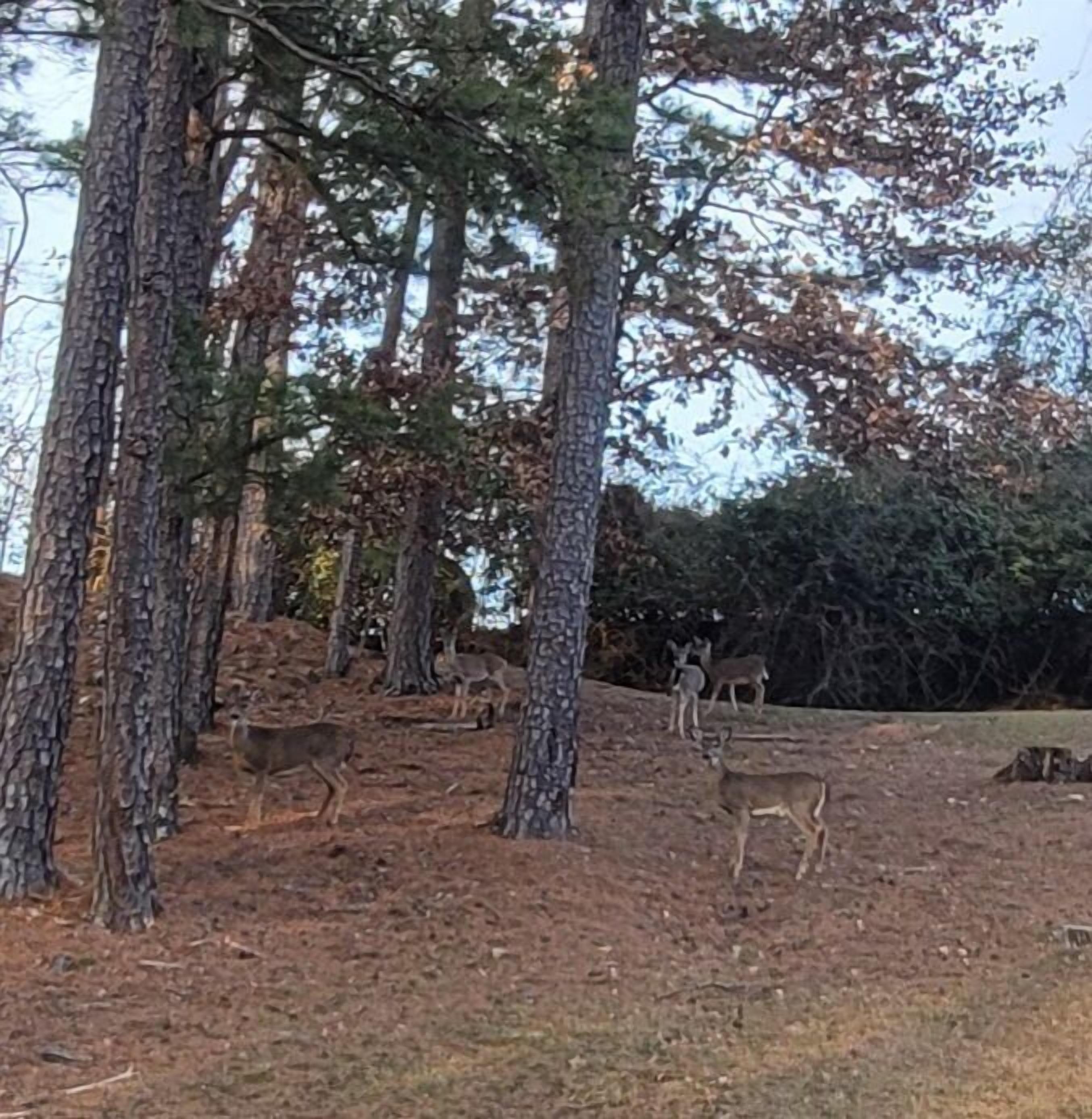 A forested area with several deer visible.