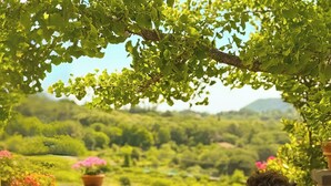 A person seated at a table with a view of a lush green landscape. - Mondifeso Chalet (Etna+vineyard+jacuzzi) (Pedara)