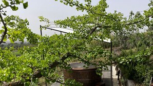 A garden with a wooden barrel, a pathway, and various plants. - Mondifeso Chalet (Etna+vineyard+jacuzzi) (Pedara)
