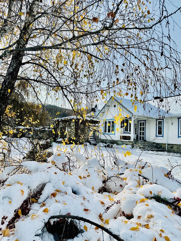Una casa con un patio nevado y un árbol grande con hojas amarillas al frente.