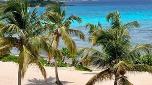 A beach with palm trees and a view of the sea.