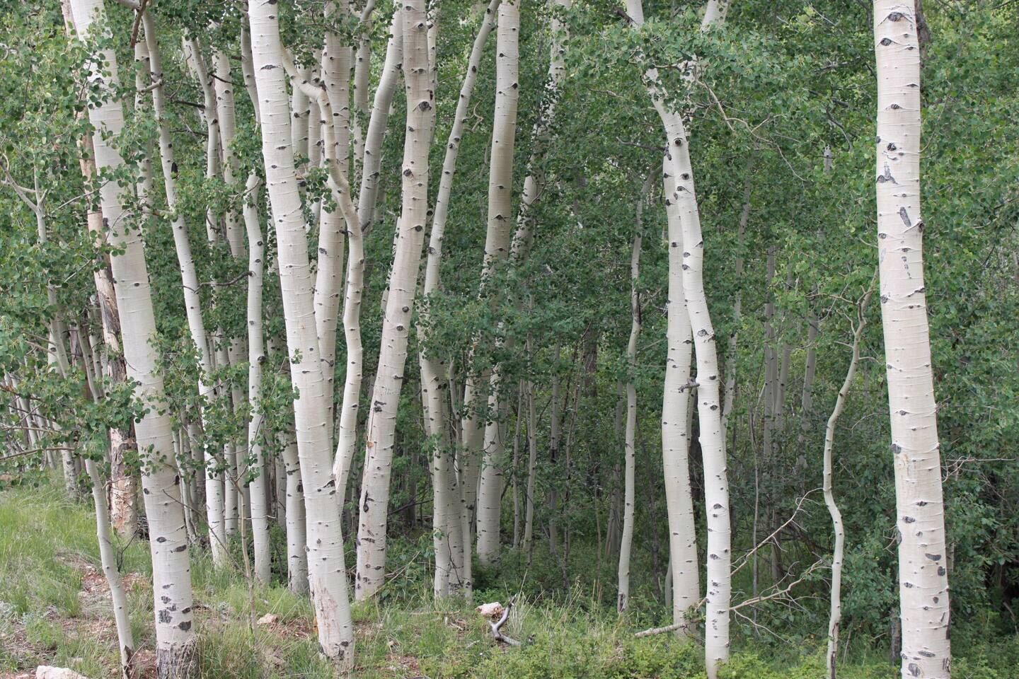 Un bosc dens de faigs amb escorça blanca i fullatge verd.
