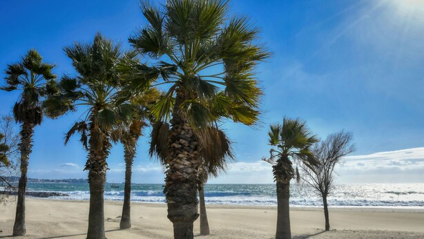 A beach with palm trees and a clear blue sky. - Les Rives Latines by Interhome (Fréjus)