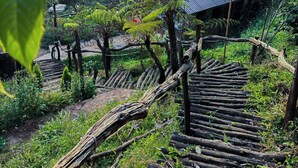 A rustic wooden staircase surrounded by lush greenery and a traditional house with a corrugated metal roof. - Dong Homestay  (Xuan Huong - Da Lat)
