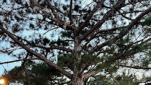A large tree with a wooden deck and string lights in a residential area. - Dong Homestay  (Xuan Huong - Da Lat)