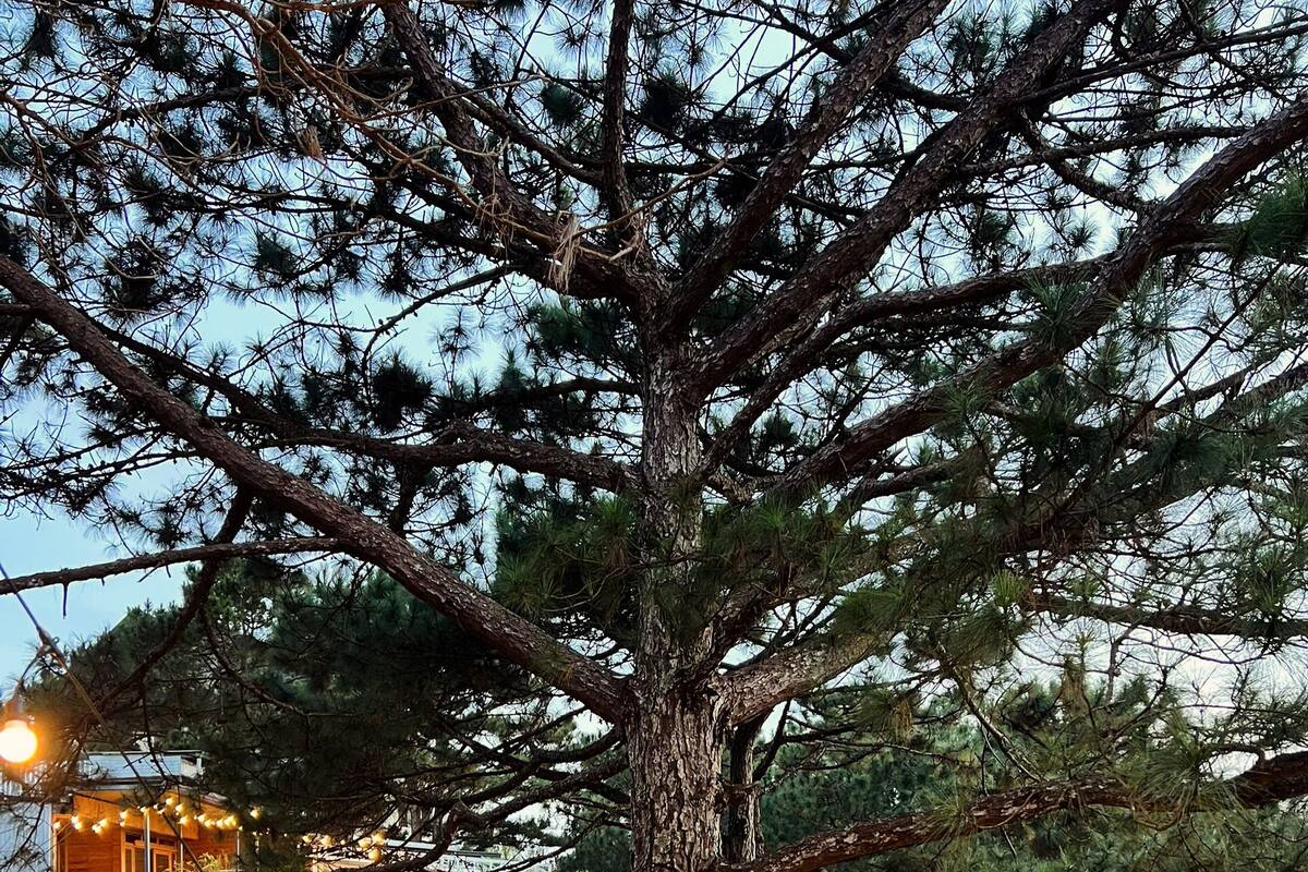 Un grand arbre, avec une terrasse en bois et des guirlandes lumineuses, situé dans un quartier résidentiel.