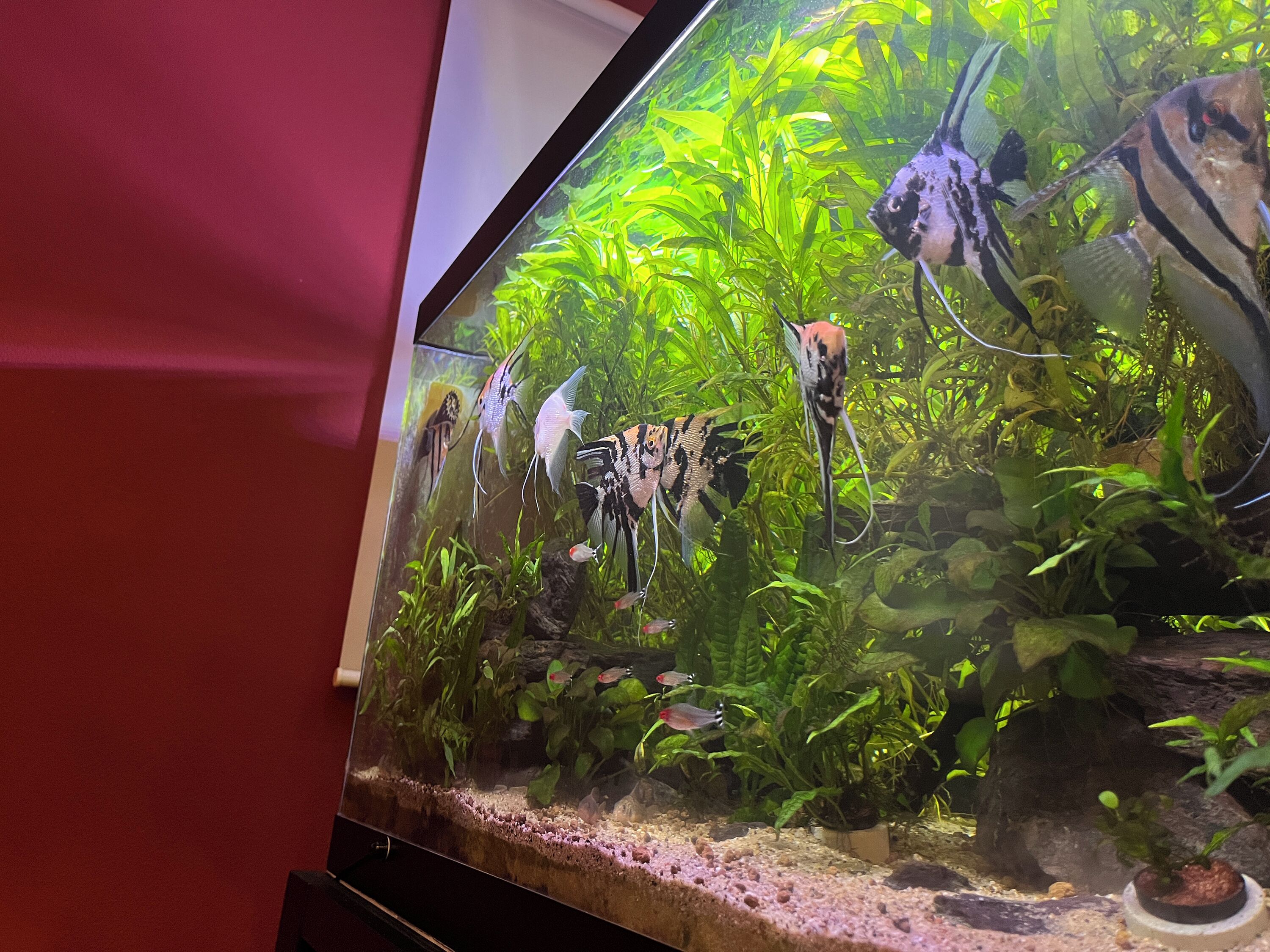 A fish tank with various species of fish and aquatic plants.
