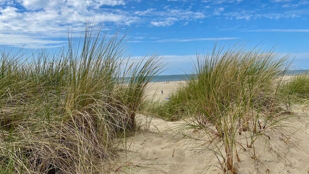 Una spiaggia con dune di sabbia ed erba alta.