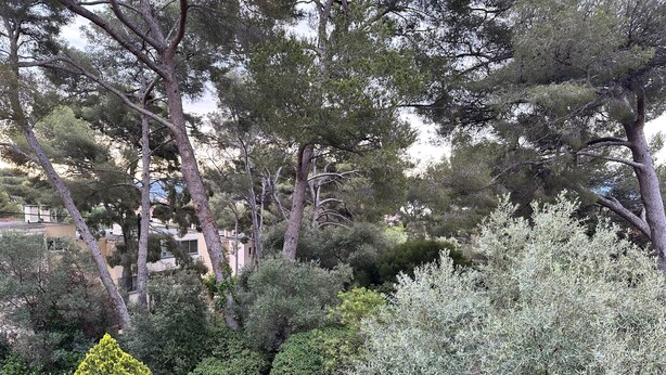 Un jardin avec différents arbres et arbustes, un sentier de terre et un bâtiment en arrière-plan.