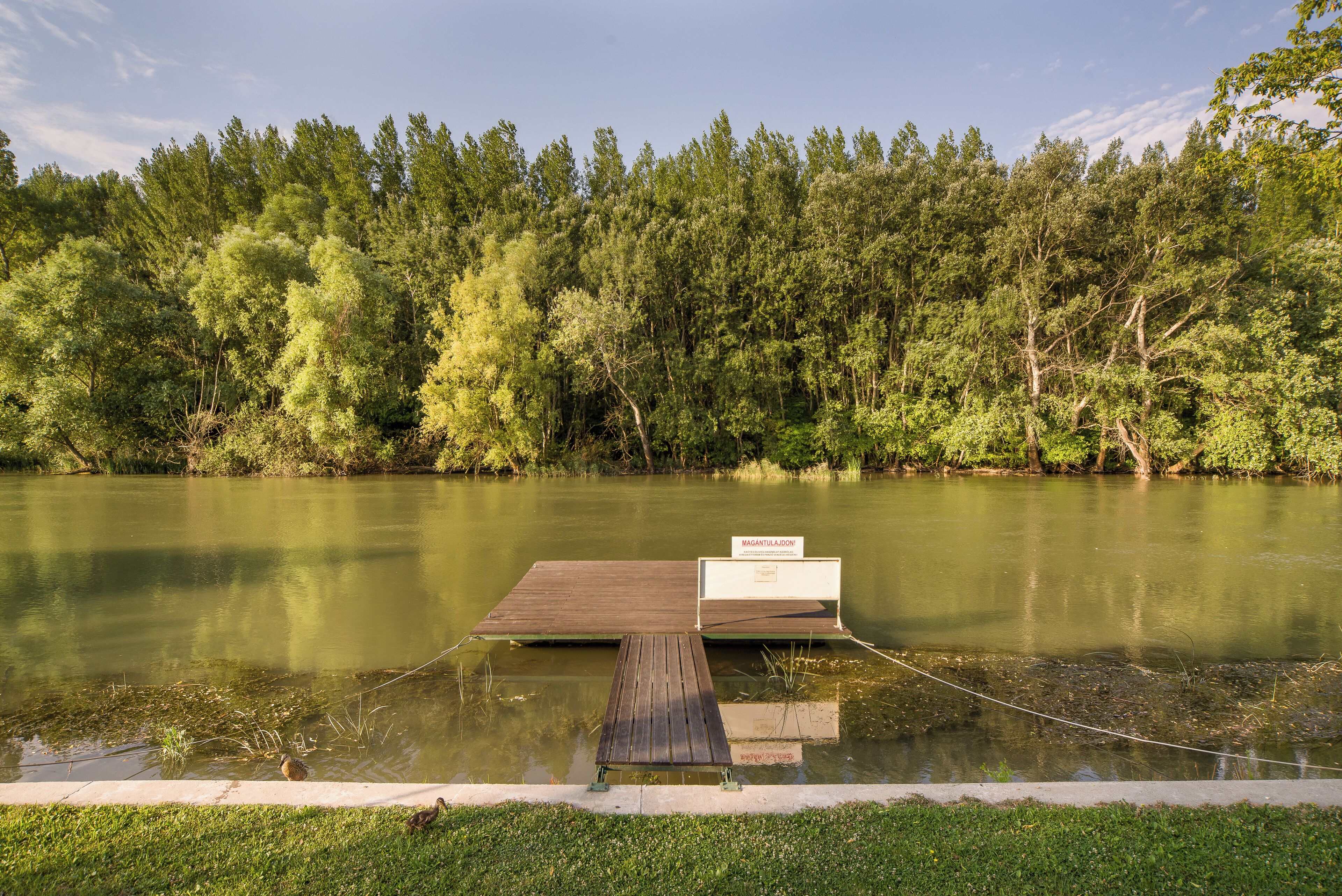 Un muelle de madera que se adentra en un lago tranquilo rodeado de un bosque denso.