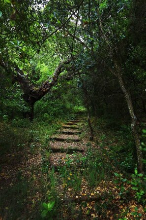 A forested path with a stone staircase leading into the woods. - Pine Tree House in Azeit o (Setubal)