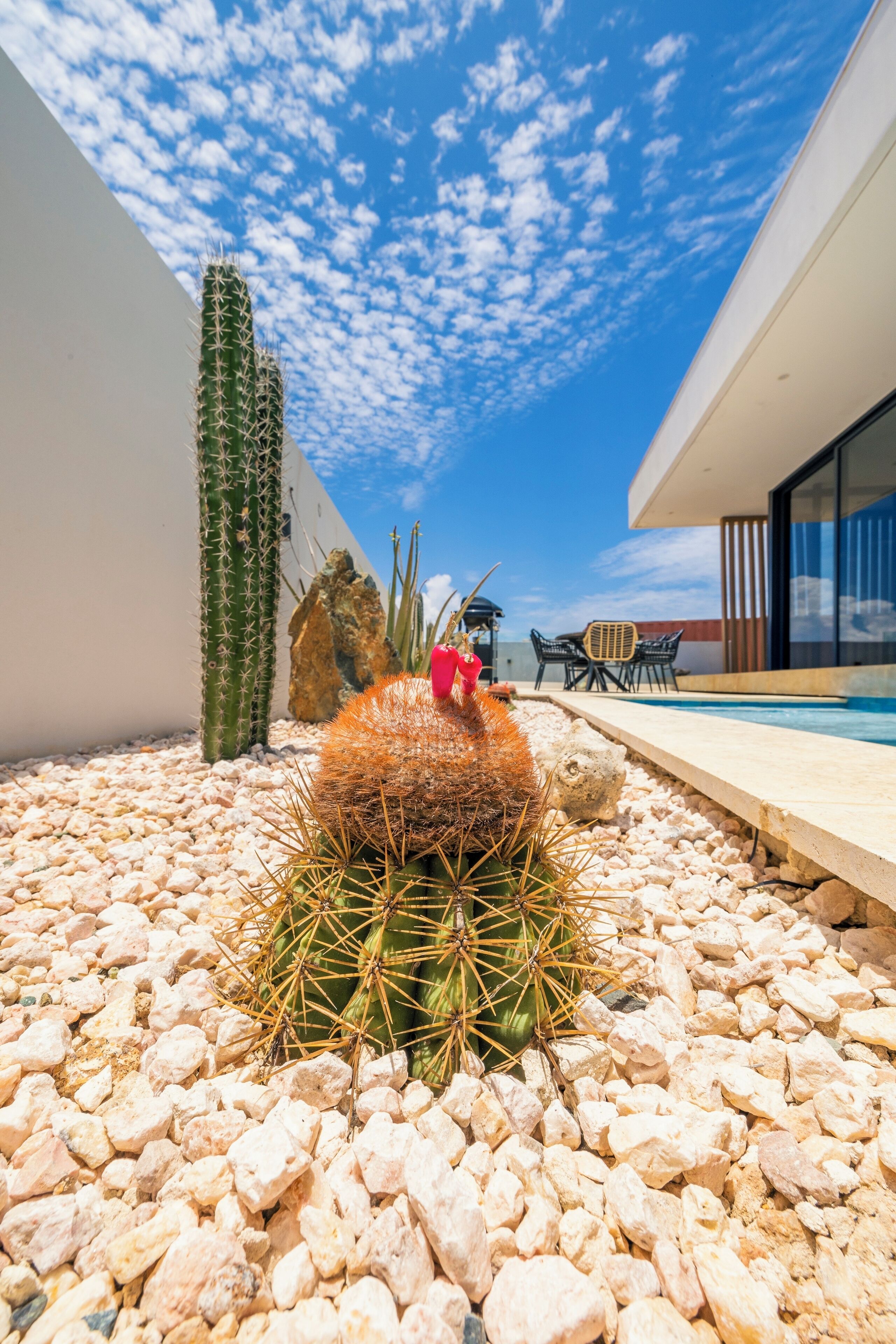 A modern outdoor area with a cactus garden, a pool, and a seating area.