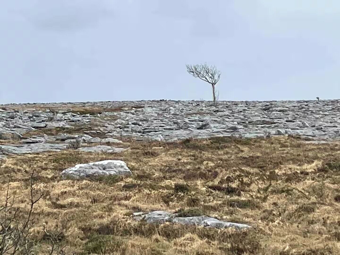 Eine felsige Landschaft mit vereinzelter Vegetation und ein einzelner Baum in der Ferne.