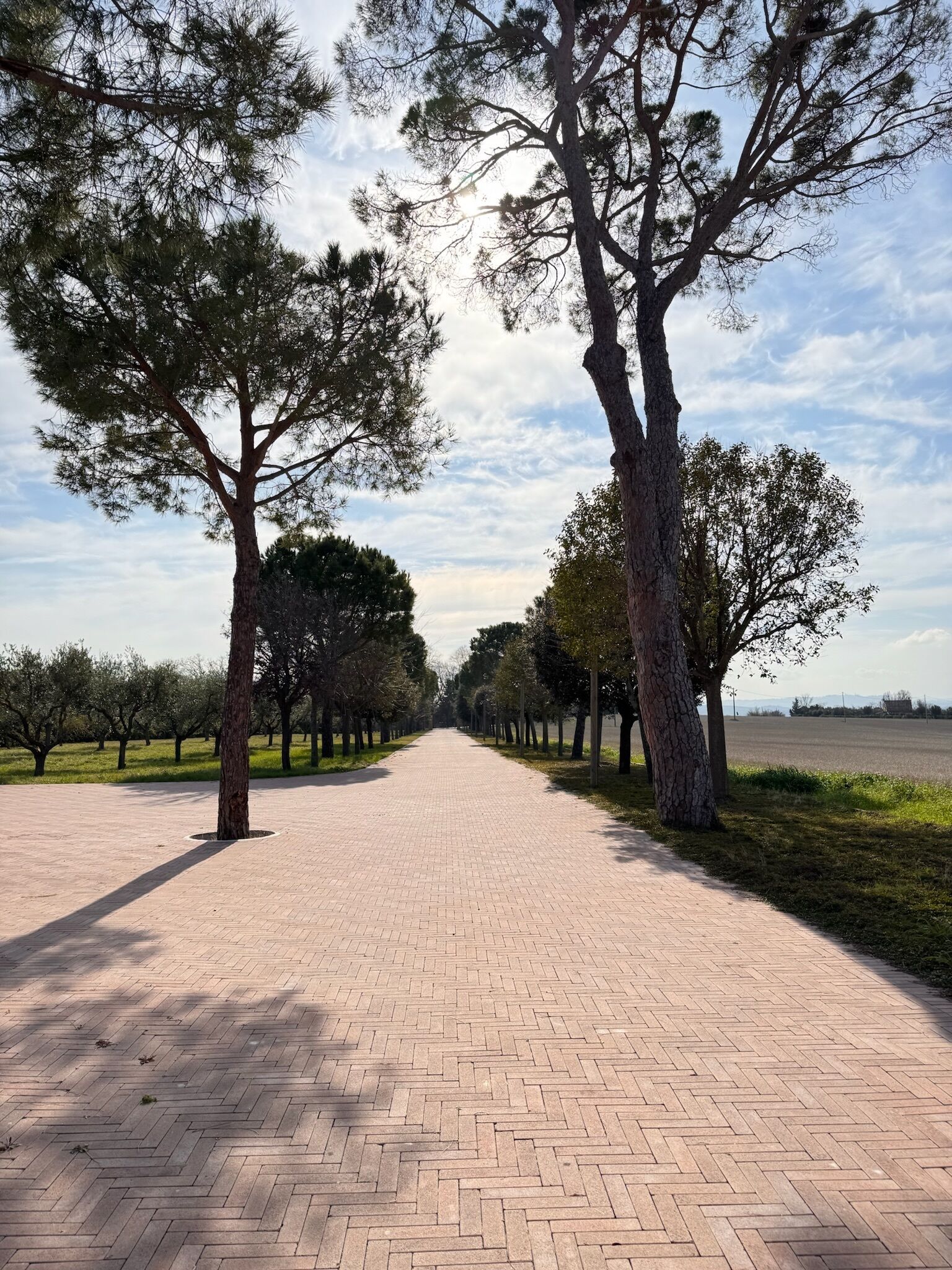 Un vialetto alberato con un campo sullo sfondo.