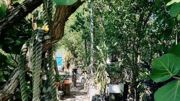 Un sendero en un jardín con grandes hojas verdes sobre él, rodeado de diversas plantas y árboles.