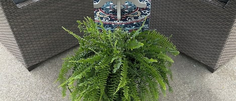 Terraza o patio