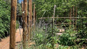 A garden with wooden posts and wire mesh fencing, surrounded by various plants and trees.