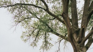 Un espacio al aire libre con dos sillas Adirondack y una mesa redonda, rodeado de grava, bajo un árbol grande con luces colgantes.